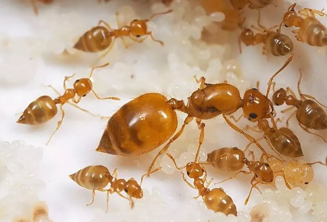 как выглядят муравьи